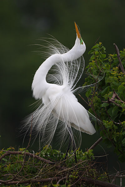 Great Egret © Russ Chantler